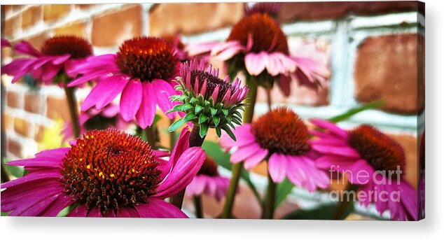 Coneflower Acrylic Print featuring the photograph Backyard Color by Robert Knight