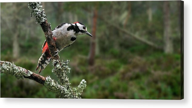 Great Spotted Woodpecker Acrylic Print featuring the photograph Great Spotted Woodpecker in Pine Forest by Arterra Picture Library