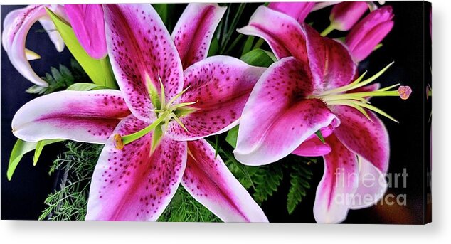 Art Acrylic Print featuring the photograph Lilies In Fuchsia by Jeannie Rhode