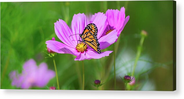 Brookside Gardens Acrylic Print featuring the photograph Nectar by Stewart Helberg