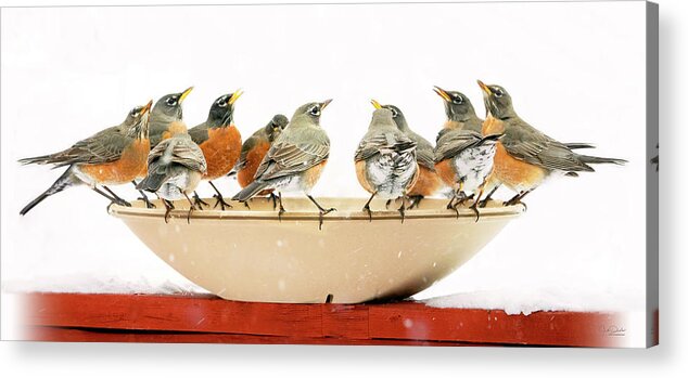 Robins Acrylic Print featuring the photograph Robin Convention by Judi Dressler