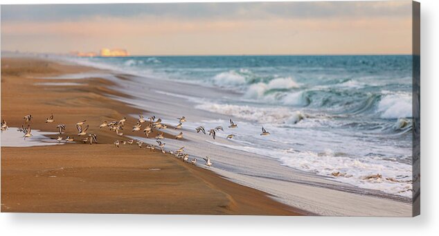 Sandpipers Acrylic Print featuring the photograph Sandbridge Beach Sandpipers by Rachel Morrison