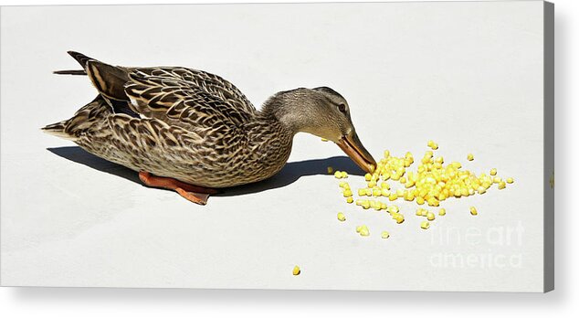 Duck Acrylic Print featuring the photograph Snack Time for Mama Duck by Michele Burgess