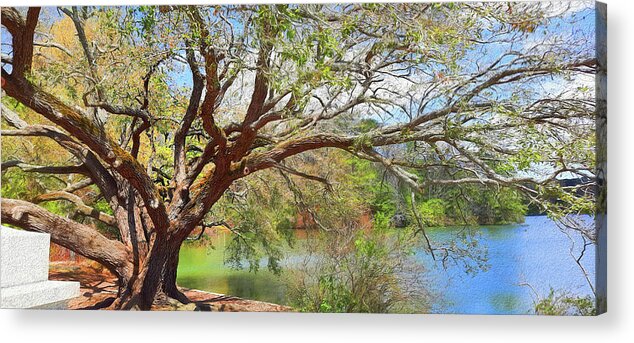Oak Acrylic Print featuring the photograph Sturdy Old Live Oak Tree by Ola Allen