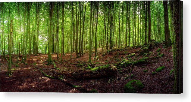 Summer Acrylic Print featuring the photograph Summer Forest Panorama by Nicklas Gustafsson