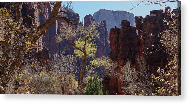 Zion Acrylic Print featuring the photograph Tree at Zion National Park by Nathan Wasylewski