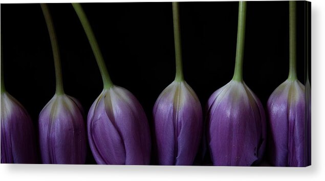 Floral Acrylic Print featuring the photograph Tulip 1116 2V by Julie Powell