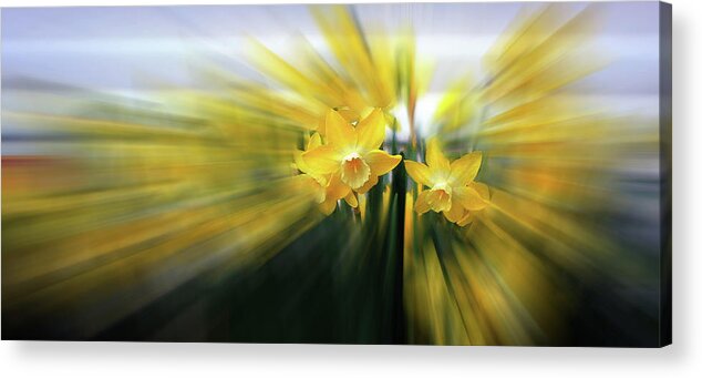 Daffodils Acrylic Print featuring the photograph Two Hearts Spreading Light by Wayne King