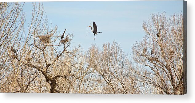 Great Blue Heron Acrylic Print featuring the photograph Great Blue Heron Nest Building 3 #1 by James BO Insogna