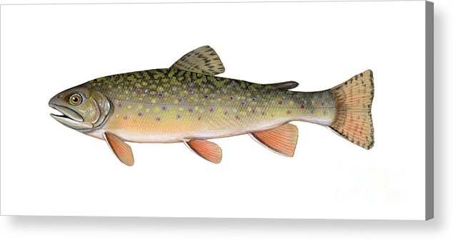Brook Trout Acrylic Print featuring the photograph Brook Trout by Carlyn Iverson