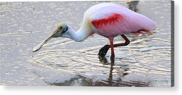 Fl. Water Birds Acrylic Print featuring the photograph Brunch Anyone by Cindy Reilley