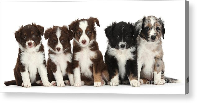 Fauna Acrylic Print featuring the photograph Five Miniature American Shepherd Puppies by Mark Taylor