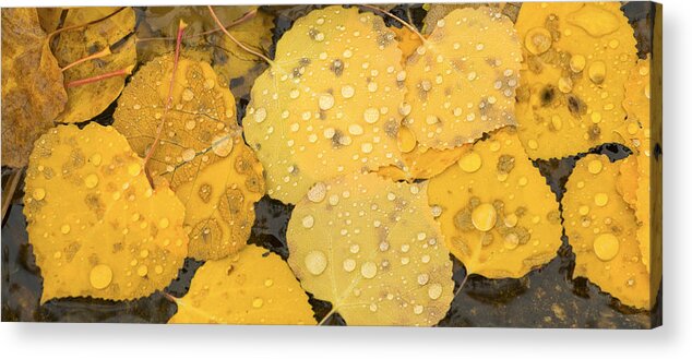 Autumn Acrylic Print featuring the photograph Floating Aspens by Joye Ardyn Durham