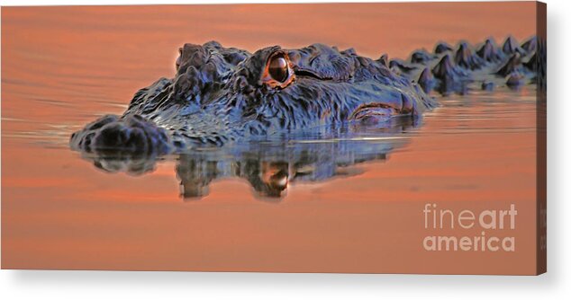 Alligator Acrylic Print featuring the photograph Alligator for Florida by Luana K Perez