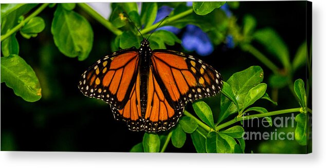 Monarch Acrylic Print featuring the photograph Monarch Butterfly by Angela DeFrias
