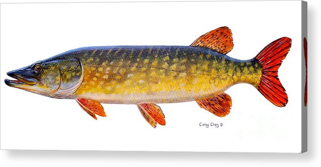 Pick Acrylic Print featuring the painting Pike by Carey Chen