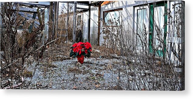 Poinsettia Acrylic Print featuring the photograph Ponsettias in Abandon Greenhouse by Randy J Heath