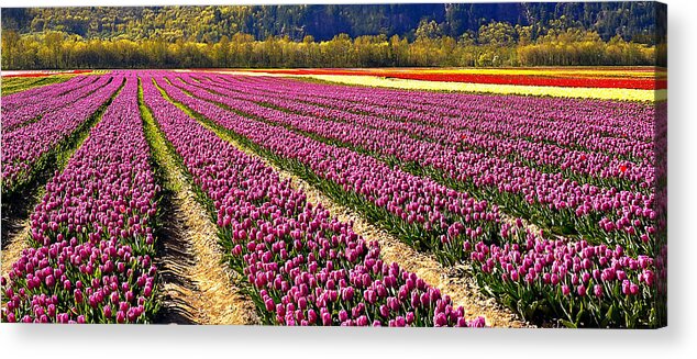 Tulips Acrylic Print featuring the photograph Tulip Panorama by Marion McCristall