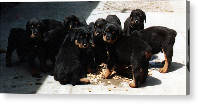Rottweilers Acrylic Print featuring the photograph Puppy Chow by Lee McCormick