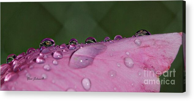 Droplets Acrylic Print featuring the photograph Pink Droplets by Yumi Johnson