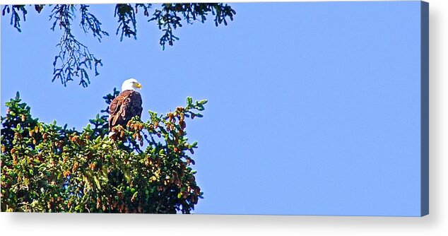  Acrylic Print featuring the photograph Eagle Observing by Brian Sereda