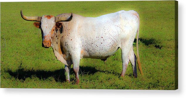 Longhorn Acrylic Print featuring the photograph Longhorn Glow by Pamela Showalter