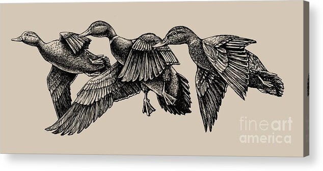 Audubon. Mallard. Mallards. Duck. Ducks. Mallard Ducks Acrylic Print featuring the painting Mallard ducks in flight BW by Robert Corsetti