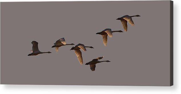 Swans Acrylic Print featuring the photograph Migrating Swans by Whispering Peaks Photography
