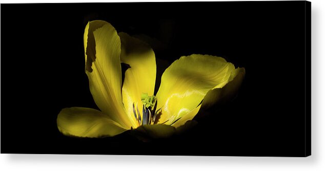 Mug Acrylic Print featuring the photograph Mug - Yellow Tulip by Inge Riis McDonald