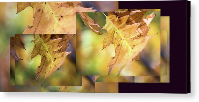 Leaves Acrylic Print featuring the photograph Pleasures of Autumn - by Julie Weber