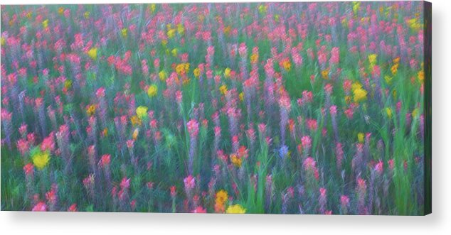 Blue Bonnets Acrylic Print featuring the photograph Texas Wildflowers Abstract by Robert Bellomy