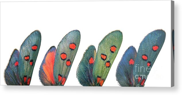 Specimen Acrylic Print featuring the photograph Burnet moth wings by Martinez Clavel