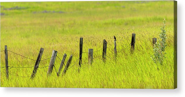 2019-07-28 Acrylic Print featuring the photograph Bird on Old Barbed Wire Fence by Phil And Karen Rispin