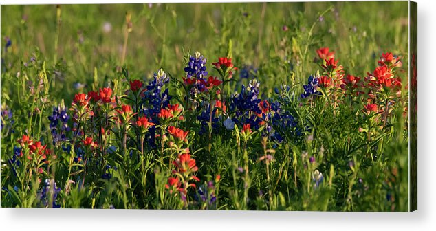 Blue Acrylic Print featuring the photograph Bluebonnets and Indian Paintbrush by Patrick Nowotny