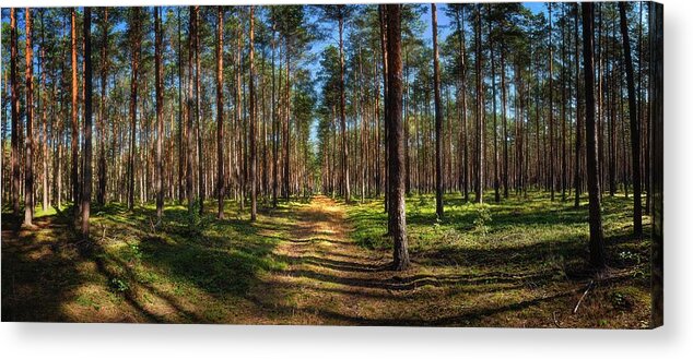 Road Acrylic Print featuring the photograph Road Through The Mazovian Woods by Owen Weber