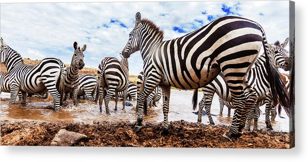 Tranquility Acrylic Print featuring the photograph Zebra Herd At The River by Manoj Shah