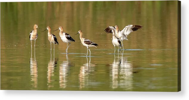 American Avocets Acrylic Print featuring the photograph American Avocets 5724-072220-2 by Tam Ryan