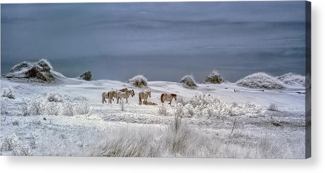 Horses Acrylic Print featuring the photograph Corrola Wild Horses by Gordon Ripley