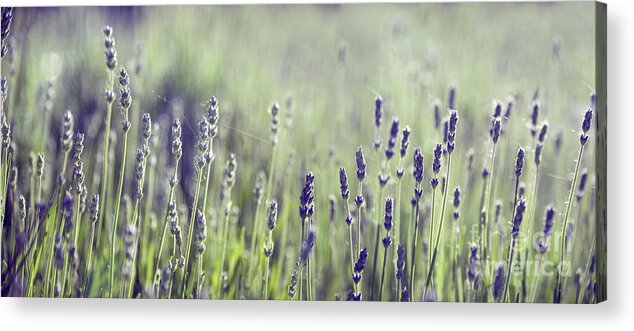 Lavender Acrylic Print featuring the photograph Lavender flower in field by Jelena Jovanovic