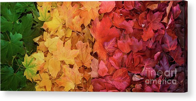 Fall Leaves Acrylic Print featuring the photograph Rainbow of Maple Leaves by Naomi Maya