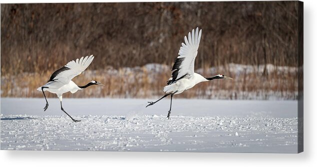 Kushiro Acrylic Print featuring the photograph Red-Crowned Cranes Takeoff by Joan Carroll