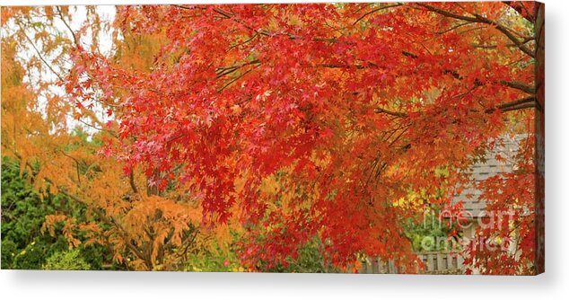 Garden Acrylic Print featuring the photograph Sunnylea Autumn by Marilyn Cornwell