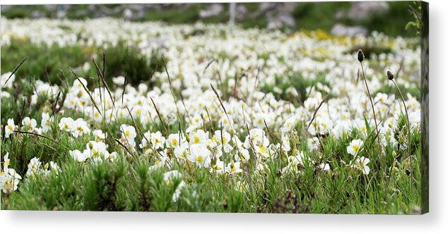 Helianthemum Acrylic Print featuring the photograph White rock-rose, Helianthemum apenninum field by Jean-Luc Farges