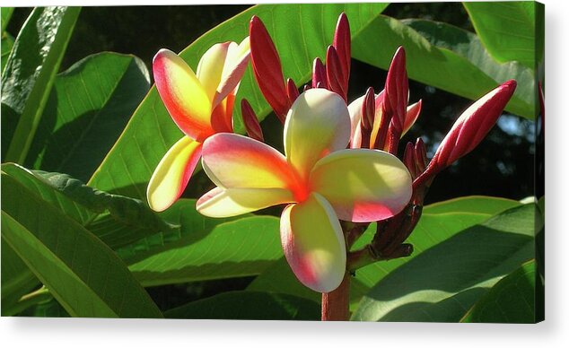 Candy Stripe Plumeria Acrylic Print featuring the photograph First Bloom by James Temple