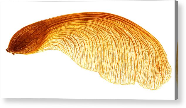 Seed Acrylic Print featuring the photograph Maple Seed Pod #1 by Robert Woodward