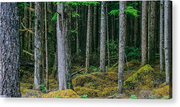Backroad Acrylic Print featuring the photograph Inside View Backroad Forest by Roxy Hurtubise