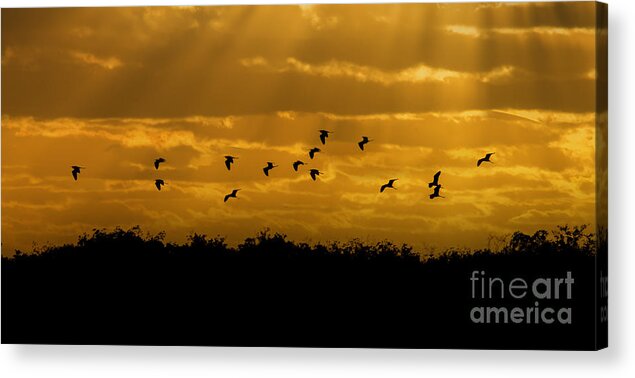 Everglades Acrylic Print featuring the photograph Birds coming back to roost at sunset by Dan Friend