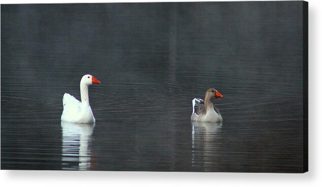 Duck Acrylic Print featuring the photograph Everybody look to the left by Pete Dionne