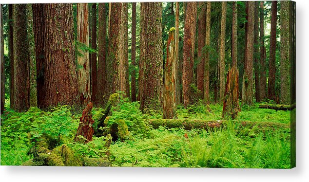 Photography Acrylic Print featuring the photograph Forest Floor Olympic National Park Wa by Panoramic Images
