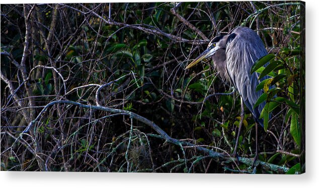 Great Blue Heron Acrylic Print featuring the photograph Great Blue Heron by Christopher Perez
